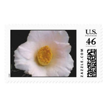 White Camellia 2 Postage Stamp