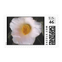 White Camellia 3 Stamps