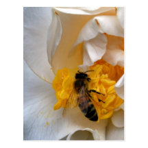 White Camellia and Bee Postcards