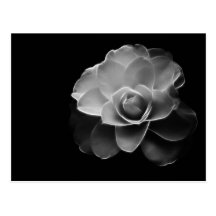 white camellia BW Postcard