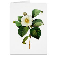 White Camellia by Pierre Joseph Redoute Card