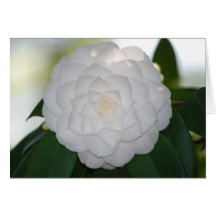 White Camellia Card
