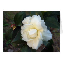 white camellia flower cards