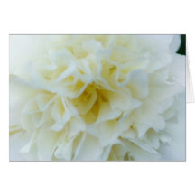 white camellia greeting card