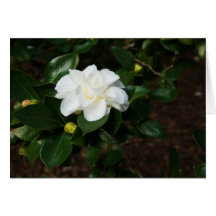 White Camellia Greeting Card