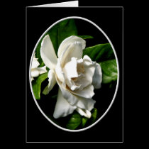 White Camellia cards
