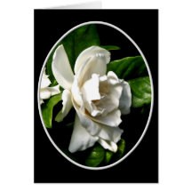 White Camellia Greeting Card