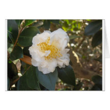 white camellia greeting card