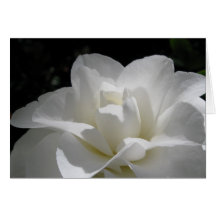 White Camellia Greeting Cards