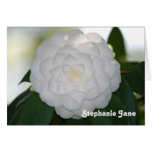 White Camellia Note Card
