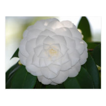 White Camellia Postcard