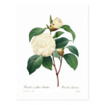 White Camellia Postcards