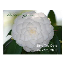 White Camellia Save The Date Postcard