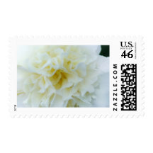 white camellia stamps