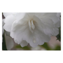 White Camellia stationery