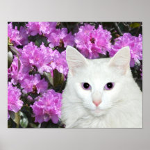 White cat azaleas posters