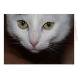 White cat by E Mangl White cat by E Mangl