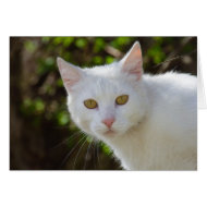 White Cat card