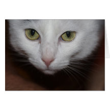 White Cat Greeting Cards