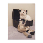 white cat in trunk postcard