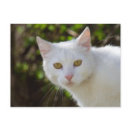 White Cat postcard