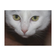 White Cat