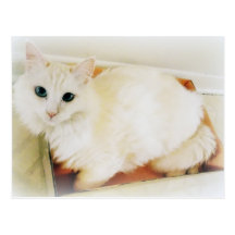 White cat Postcard