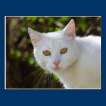 White Cat postcards