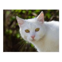 White Cat Postcards