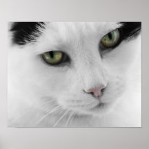 White Cat Poster