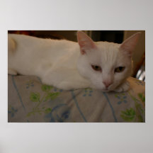 White Cat Poster