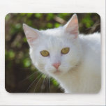 White Cat With Yellow Eyes mousepads