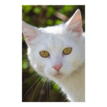 White Cat With Yellow Eyes Personalized Stationery
