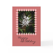 White Cat's Whiskers Flower, Birthday Cards