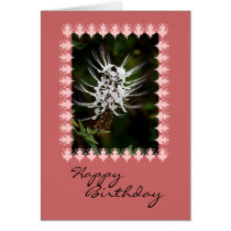 White Cat's Whiskers Flower, Birthday Cards