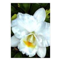 White Cattleya Orchid posters by OrchidArt White Cattleya Orchid posters