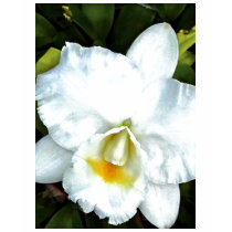 White Cattleya Orchid t-shirts by ElainePlesser White Cattleya Orchid t-shirts