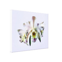 White Cattleya Orchids canvas prints
