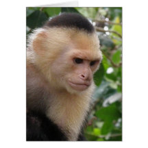White Cheeked Capuchin Monkey  Greeting Card