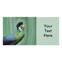 White-Cheeked Turaco photo cards by ZooCandy White-Cheeked Turaco photo cards
