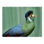White-Cheeked Turaco Post Card