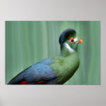 White-Cheeked Turaco Poster