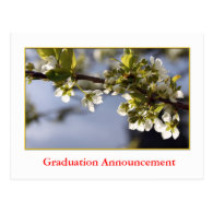 White cherry blossom graduation announcement post card