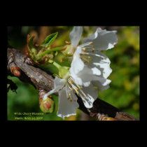 White Cherry Blossom posters