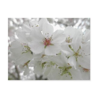 Cherry Blossoms Post Card by S.Lynnette