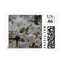 White Cherry Blossoms Postage stamps