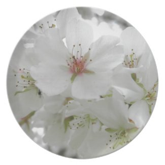 White Cherry Blossoms Sakura Flowers Floral Photo