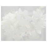 white Cherry, cherry blossom flowers Letterhead
