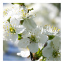 White Cherry Tree Blossoms posters