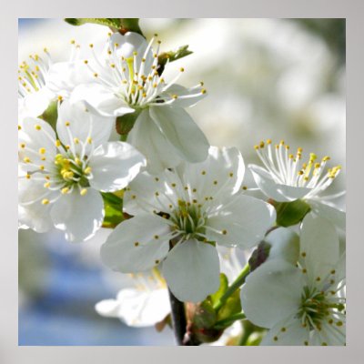 cherry tree. White Cherry Tree Blossoms